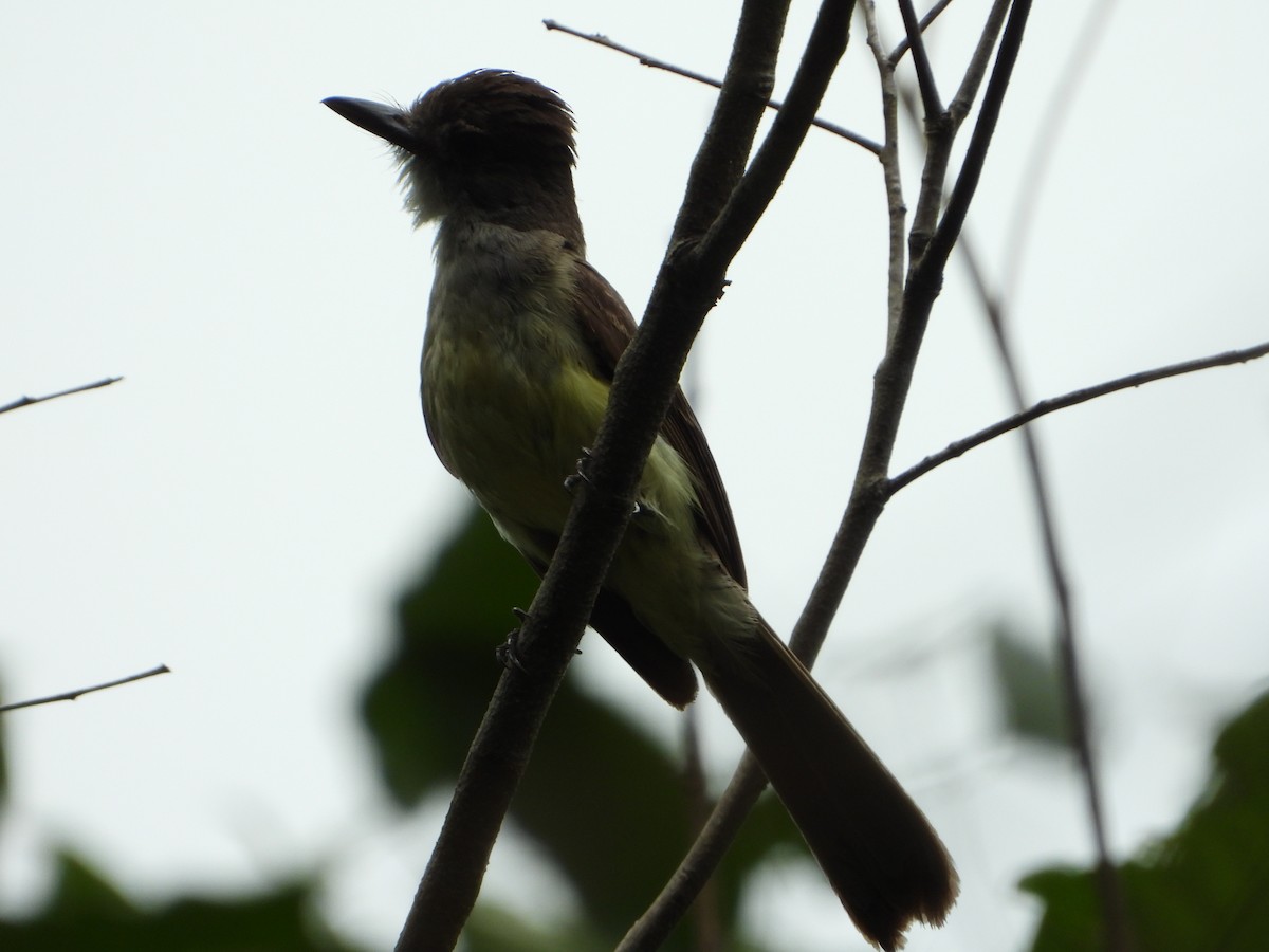 Tyran féroce - ML646545203