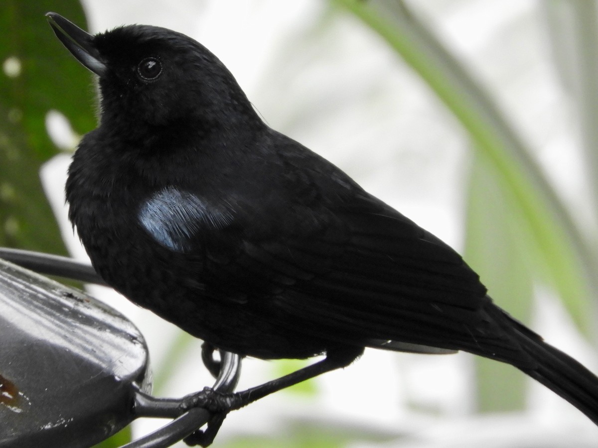 Glossy Flowerpiercer - ML646545204