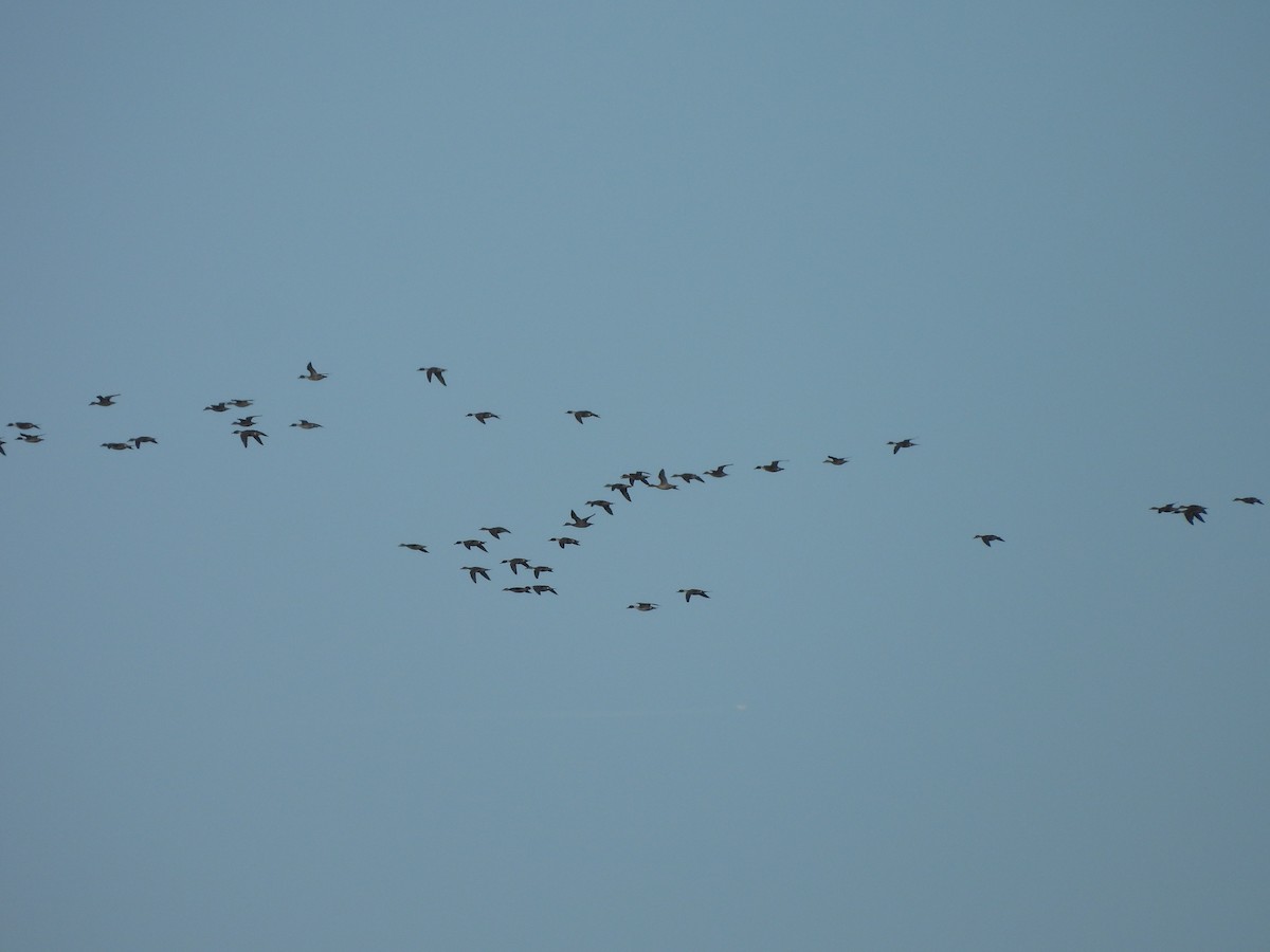 Canard pilet - ML646545205