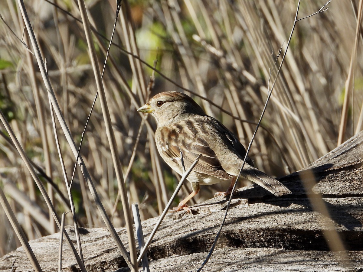 White-crowned Sparrow - ML646545206