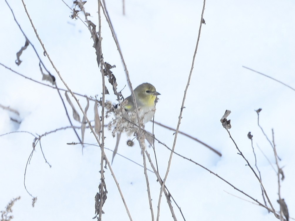 Chardonneret jaune - ML646545207