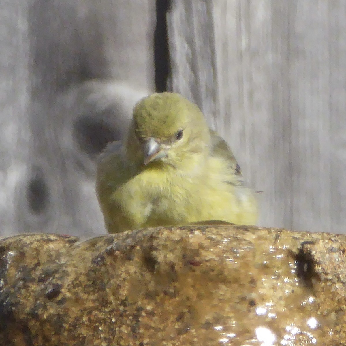 Lesser Goldfinch - ML646545208