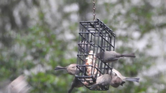 Bushtit (Pacific) - ML646545209
