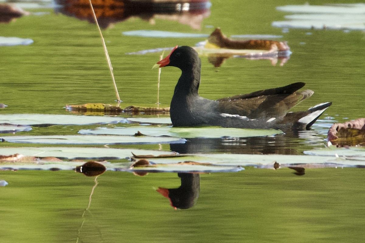 Gallineta Americana - ML646545211