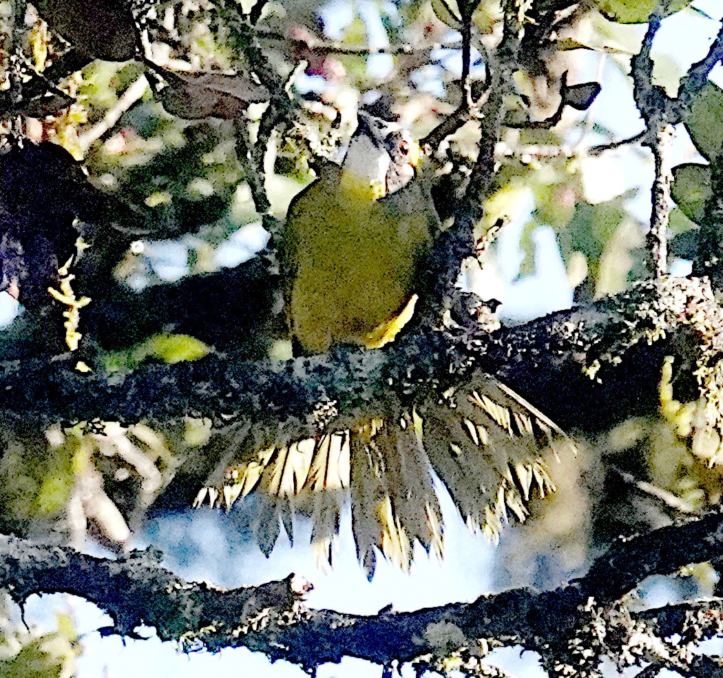 Bulbul oreillard - ML646545212