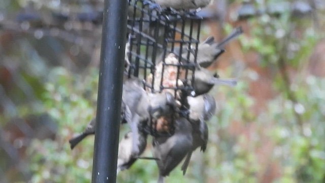 Bushtit (Pacific) - ML646545213