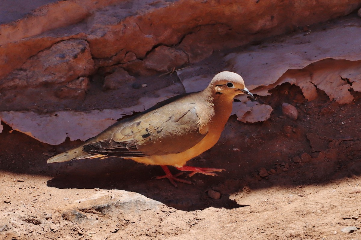 Tourterelle oreillarde - ML646545216