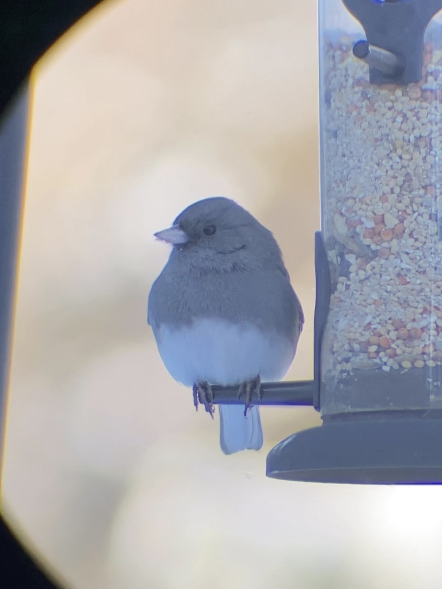 Dark-eyed Junco - ML646545217