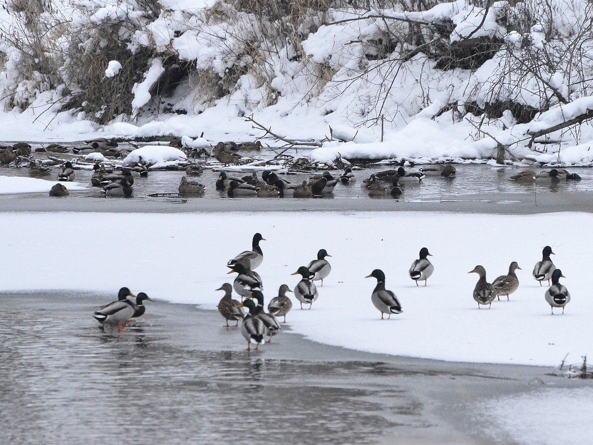 Canard colvert - ML646545218