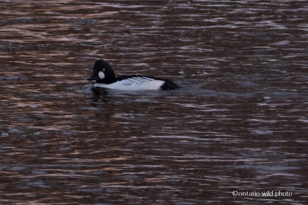 Garrot à oeil d'or - ML646545219