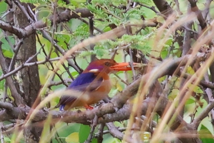 Martin-pêcheur pygmée - ML646545220