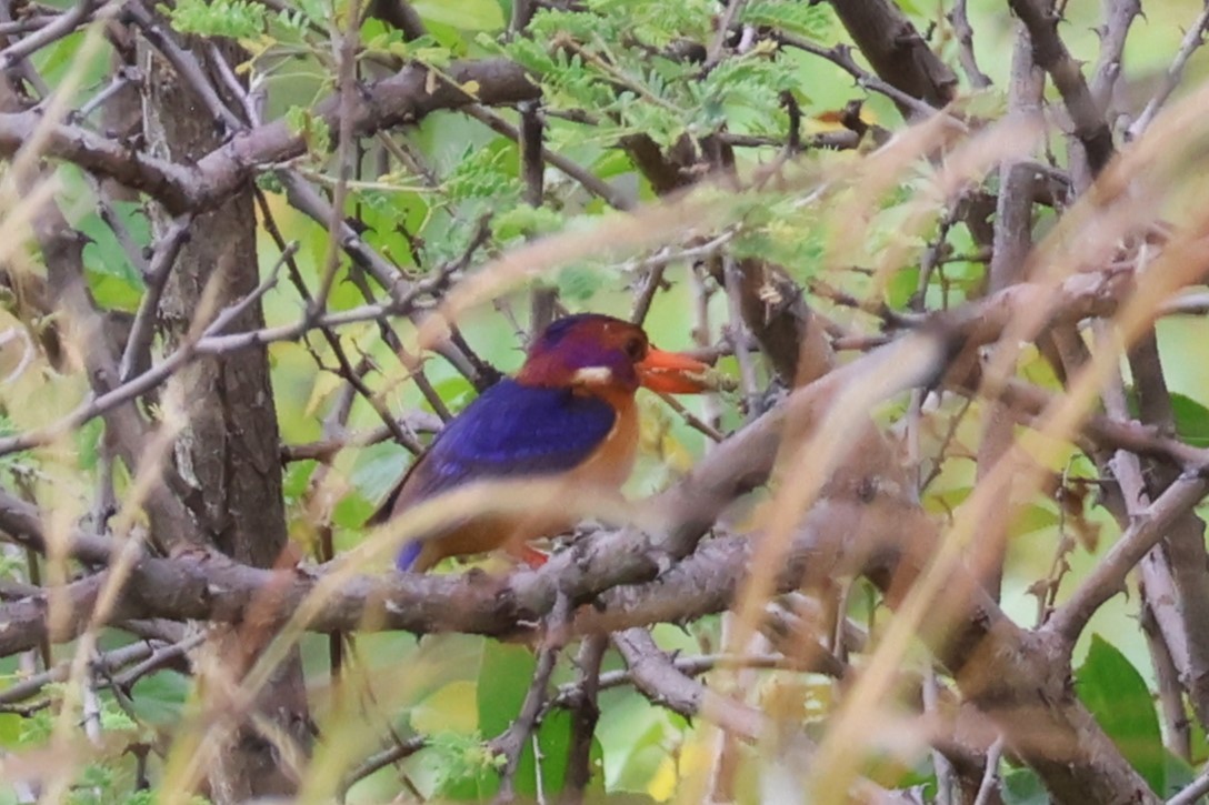Martin-pêcheur pygmée - ML646545221