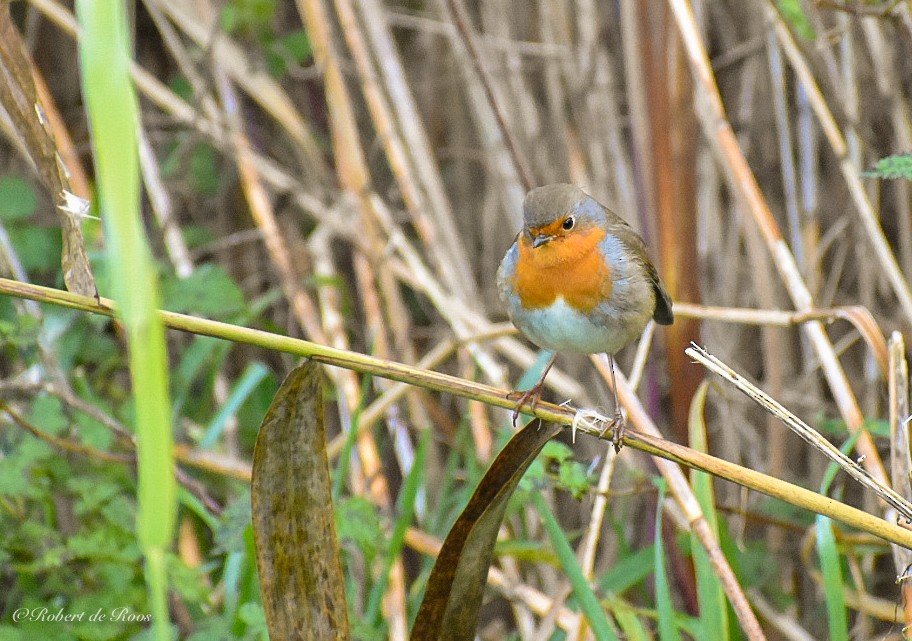 Rougegorge familier - ML646545222