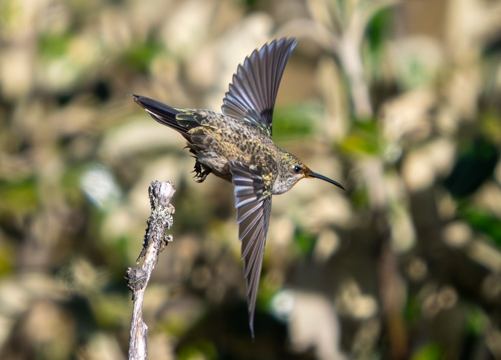 Colibri du Chimborazo - ML646545223