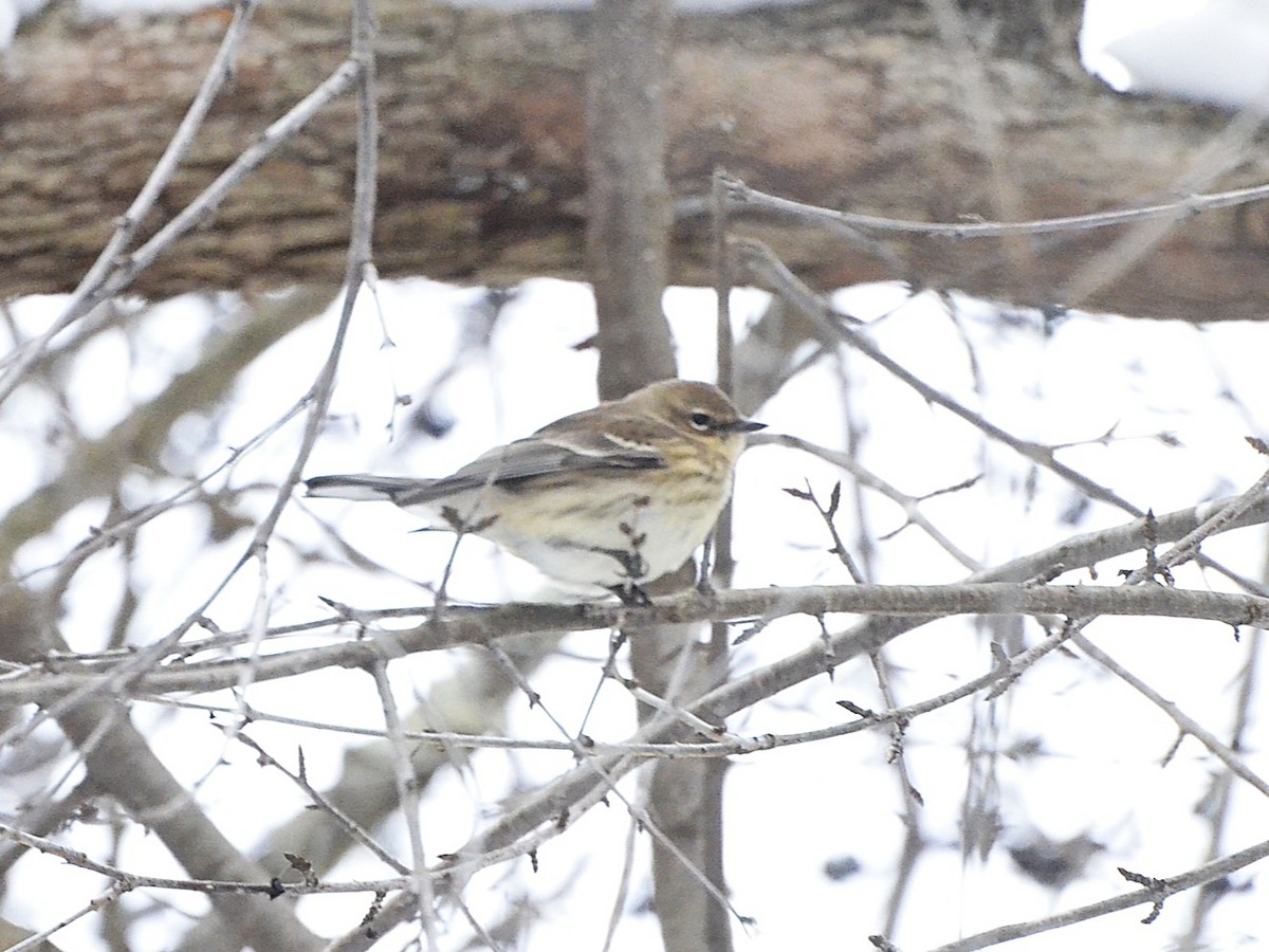 Paruline à croupion jaune - ML646545224
