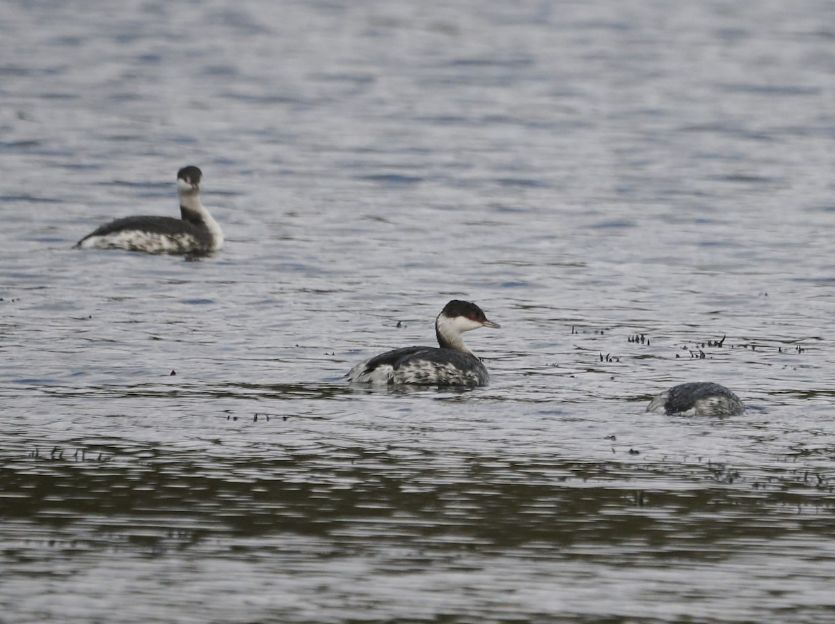 Grèbe esclavon - ML646545225