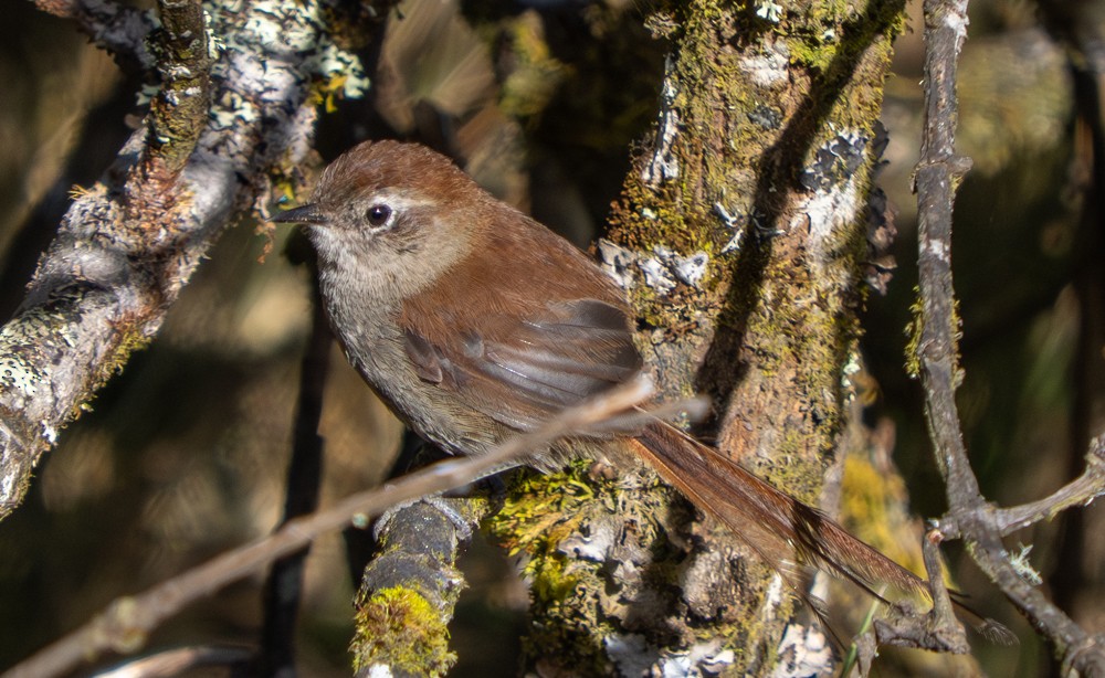 Synallaxe à menton blanc - ML646545226