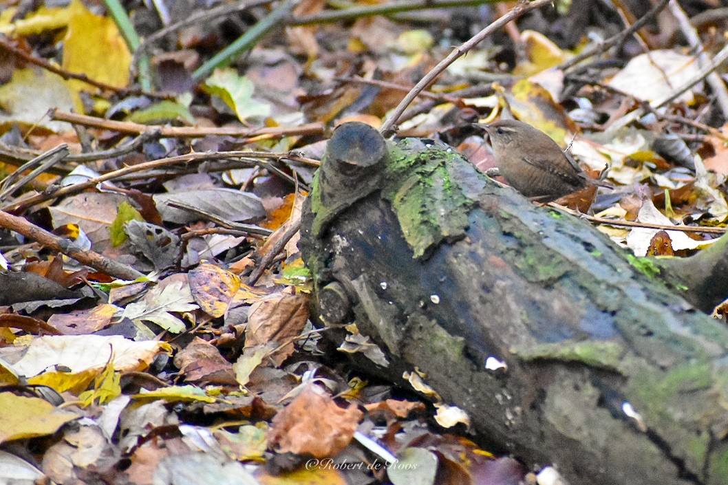 Troglodyte mignon - ML646545231