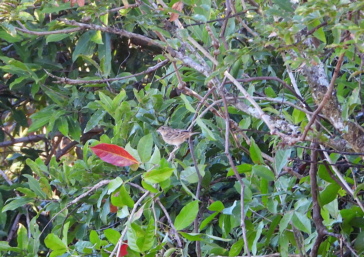 Bruant sauterelle - ML646545233