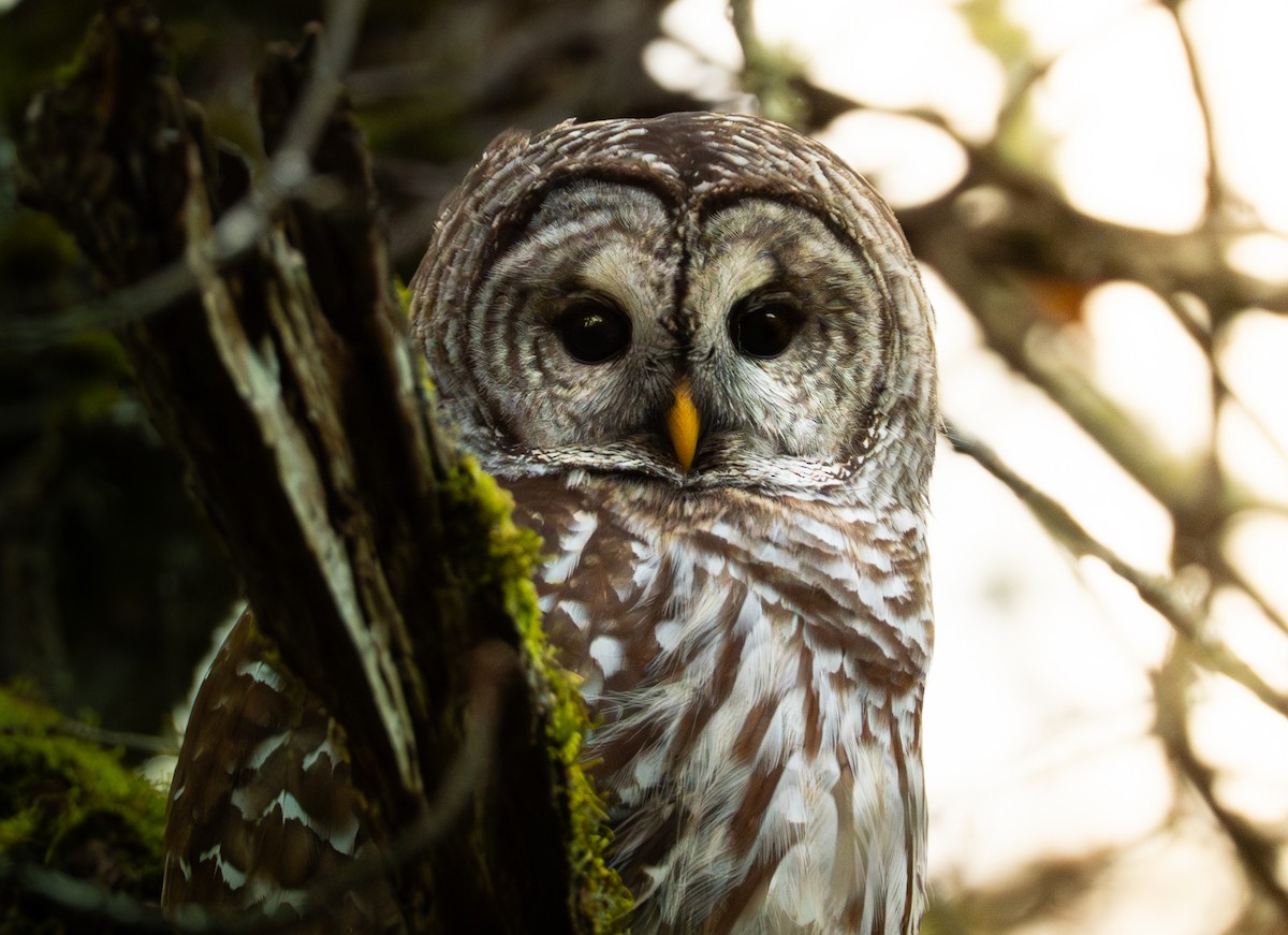 Chouette rayée - ML646545237