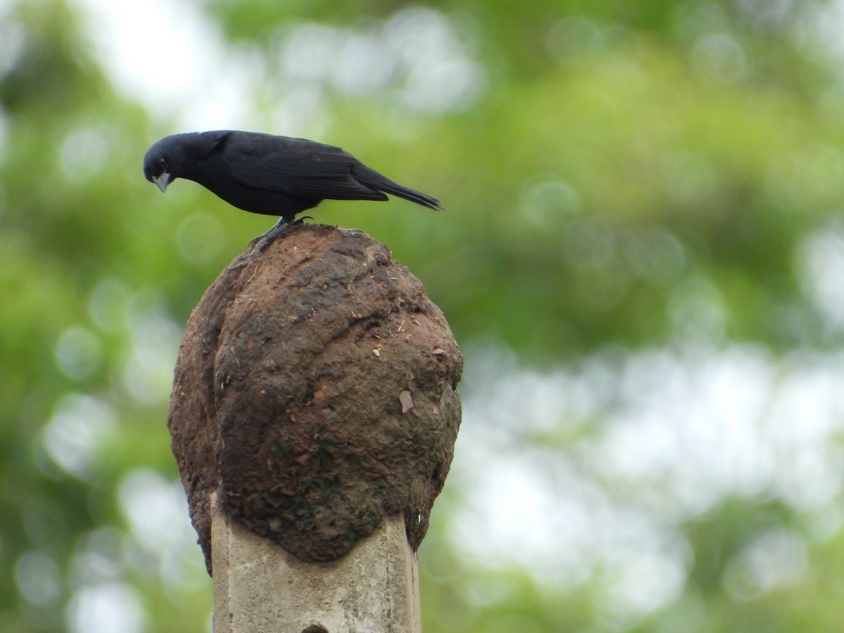 Screaming Cowbird - ML646545239