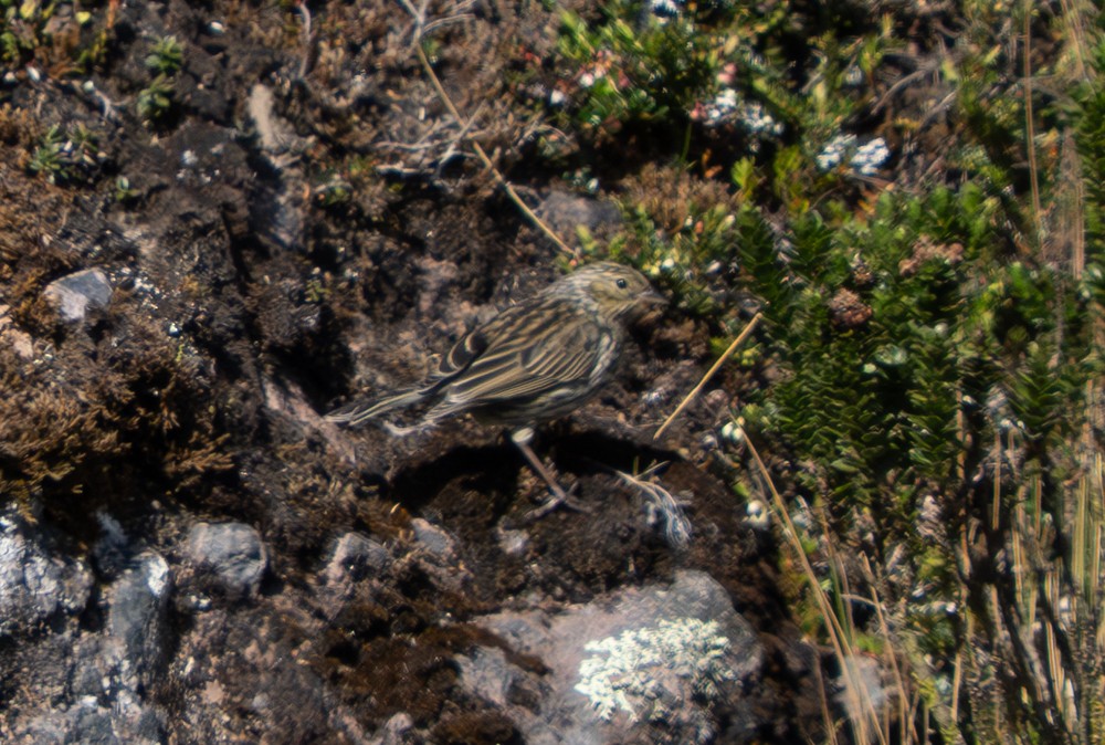 Haplospize gris-de-plomb - ML646545240