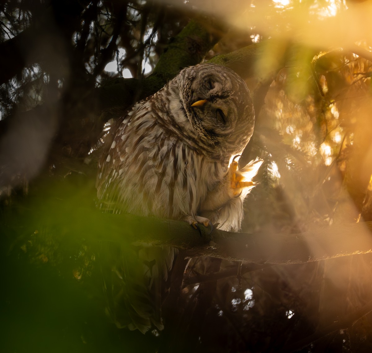 Barred Owl - ML646545242