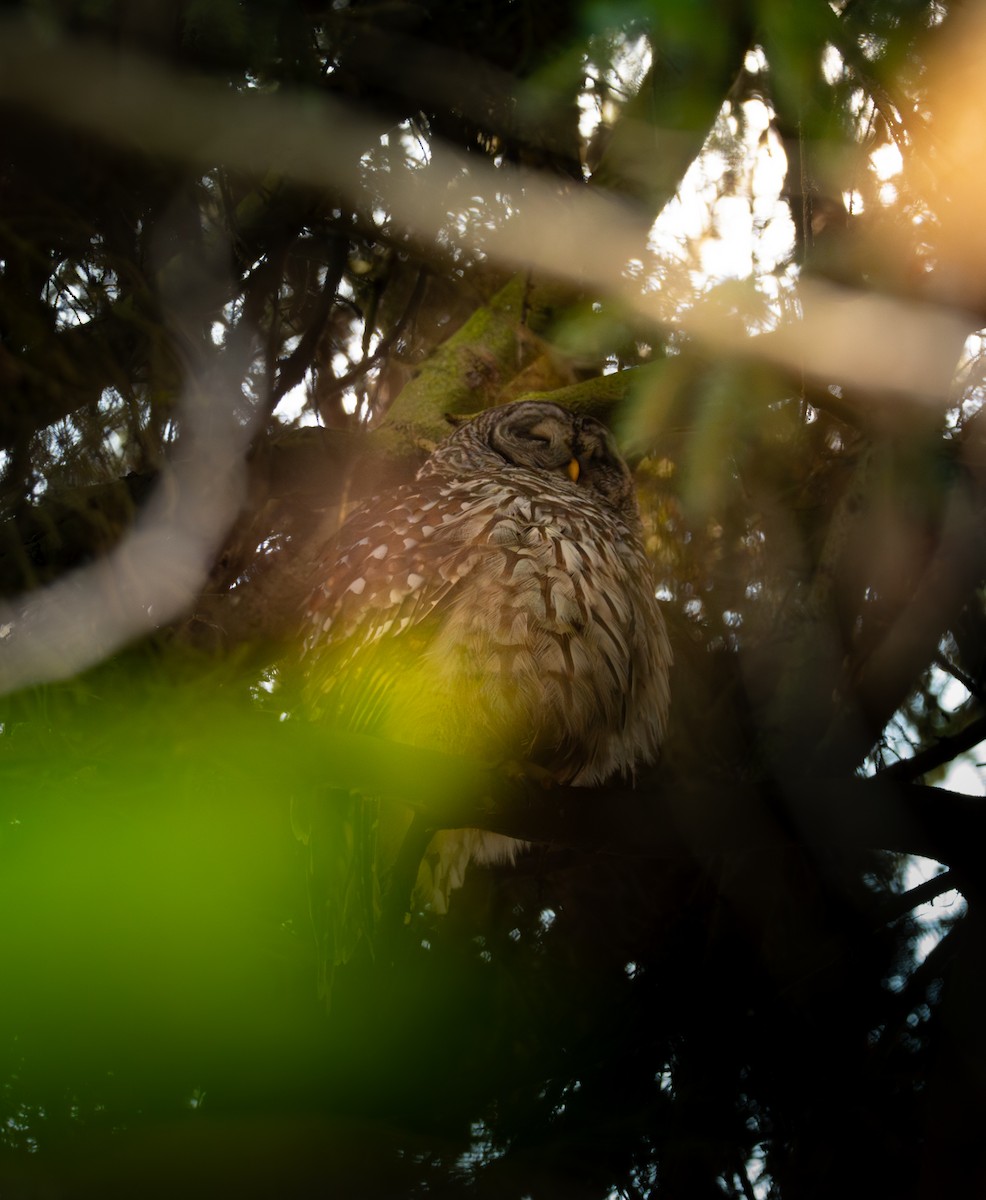 Barred Owl - ML646545243