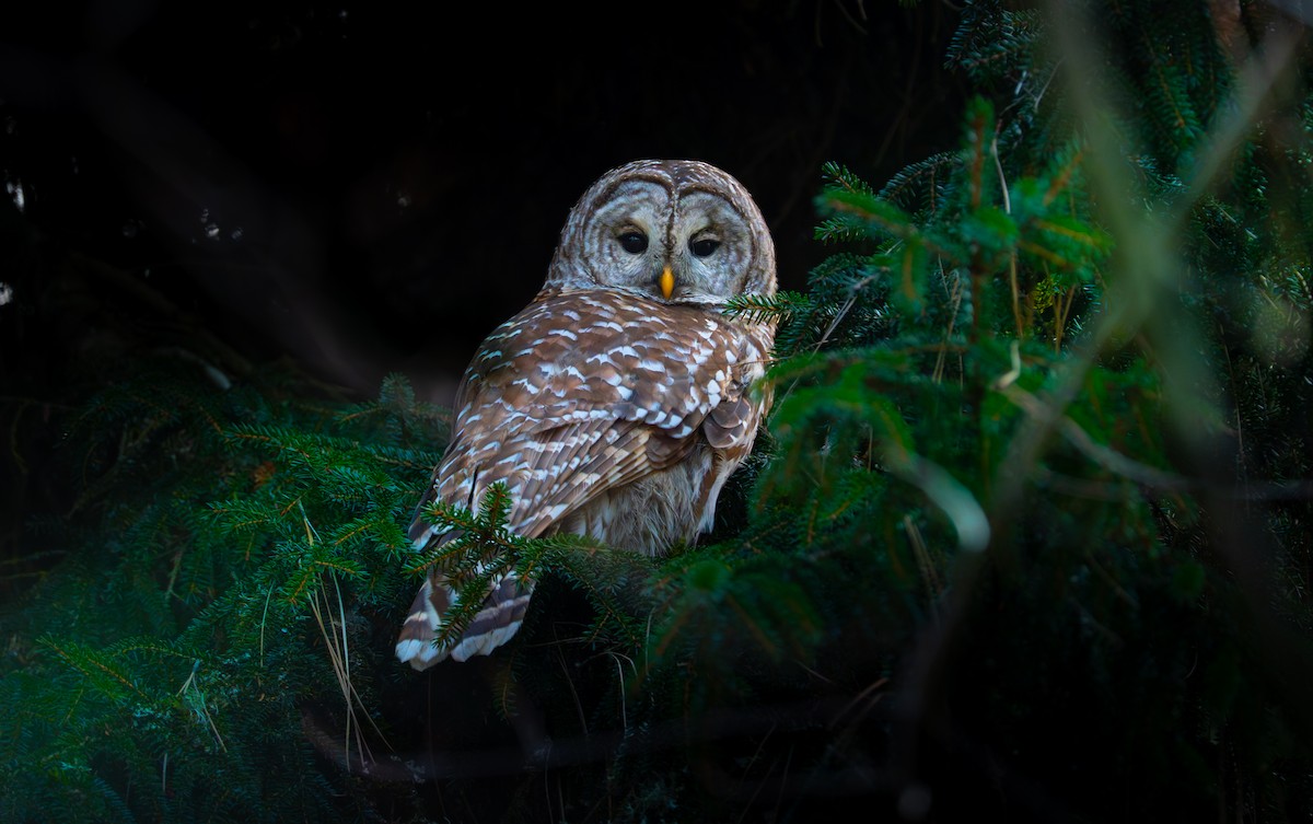Barred Owl - ML646545245