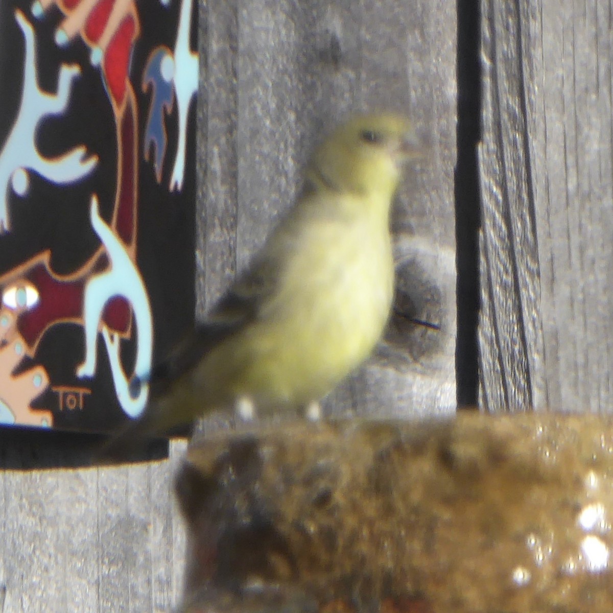 Lesser Goldfinch - ML646545246