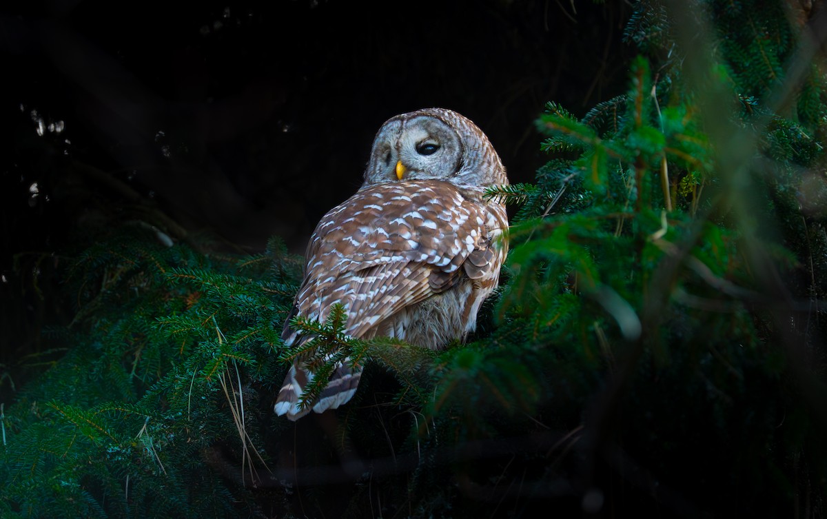 Barred Owl - ML646545247