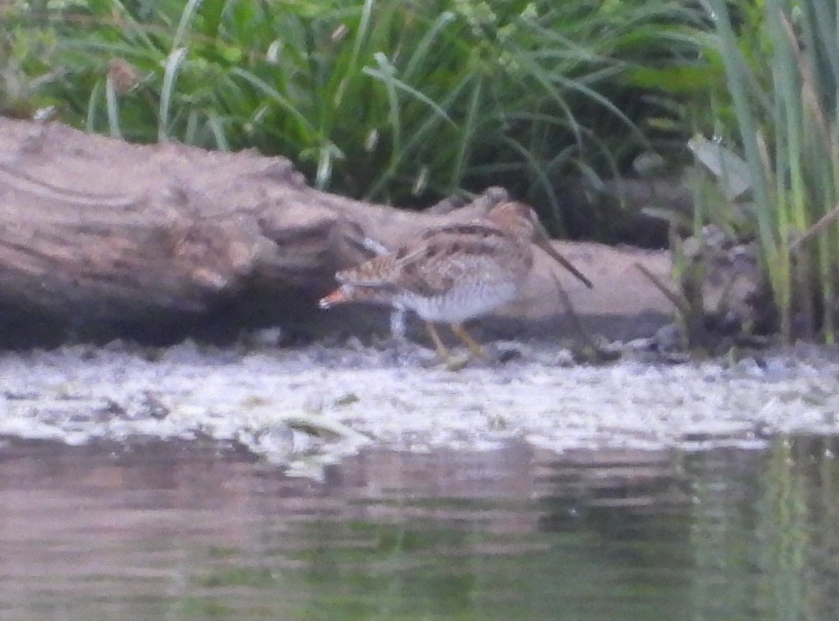 Latham's Snipe - ML646545248