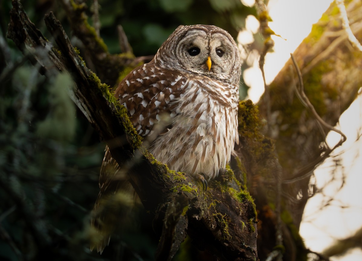 Barred Owl - ML646545249