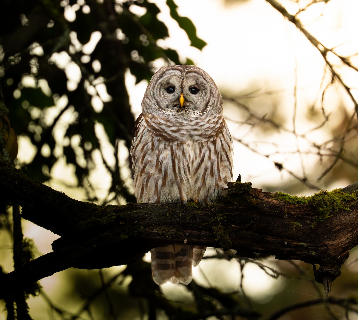 Barred Owl - ML646545250