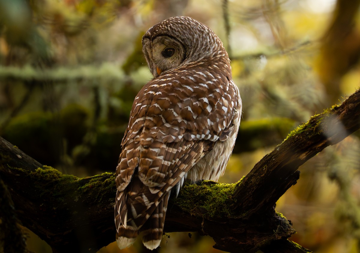 Barred Owl - ML646545251