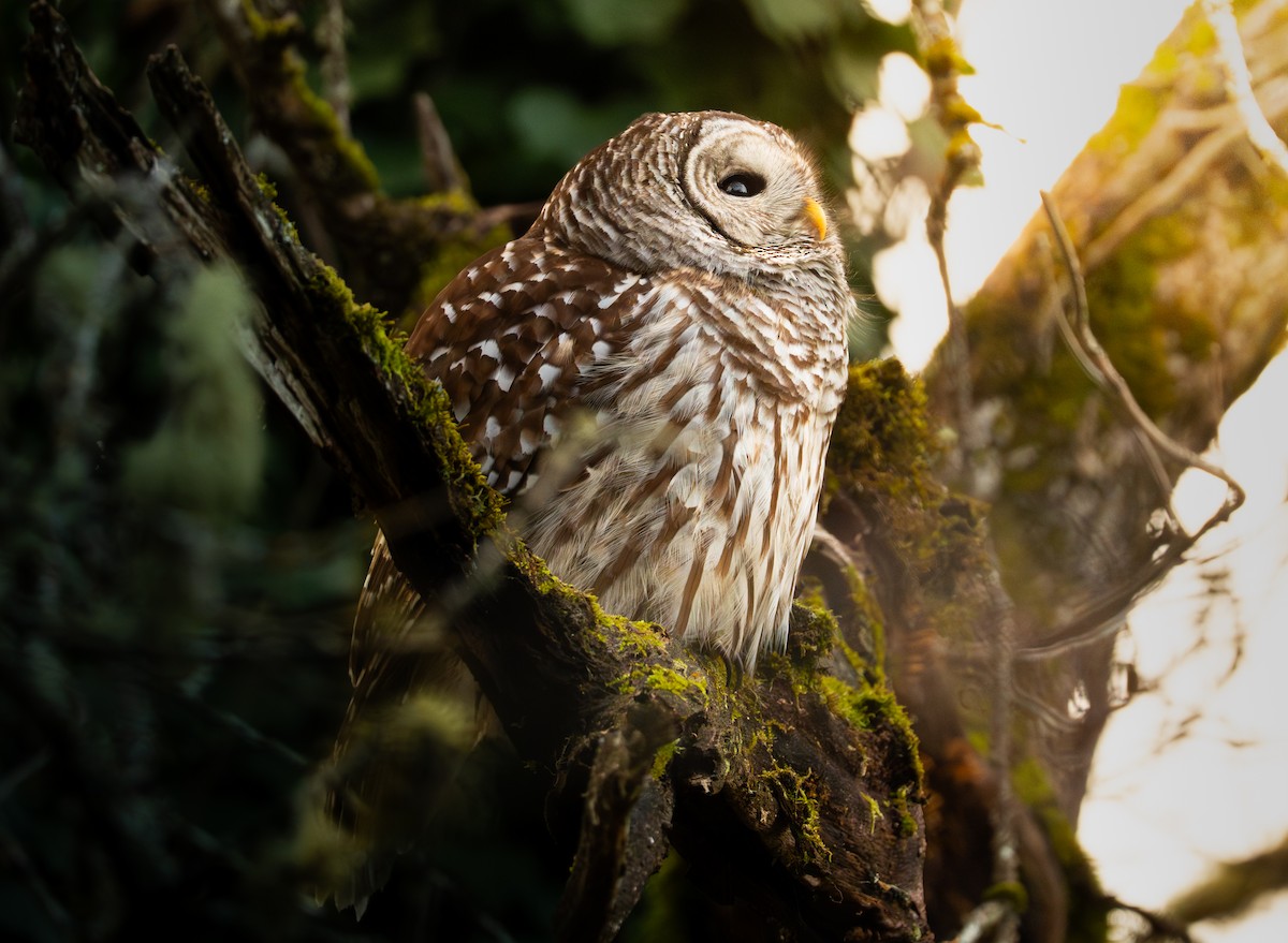 Barred Owl - ML646545252
