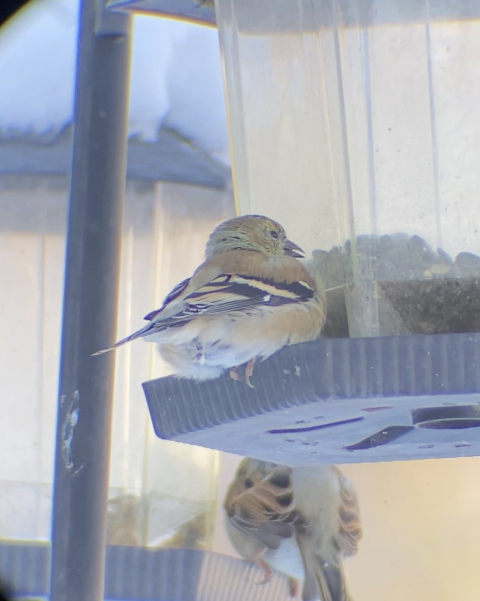 American Goldfinch - ML646545261