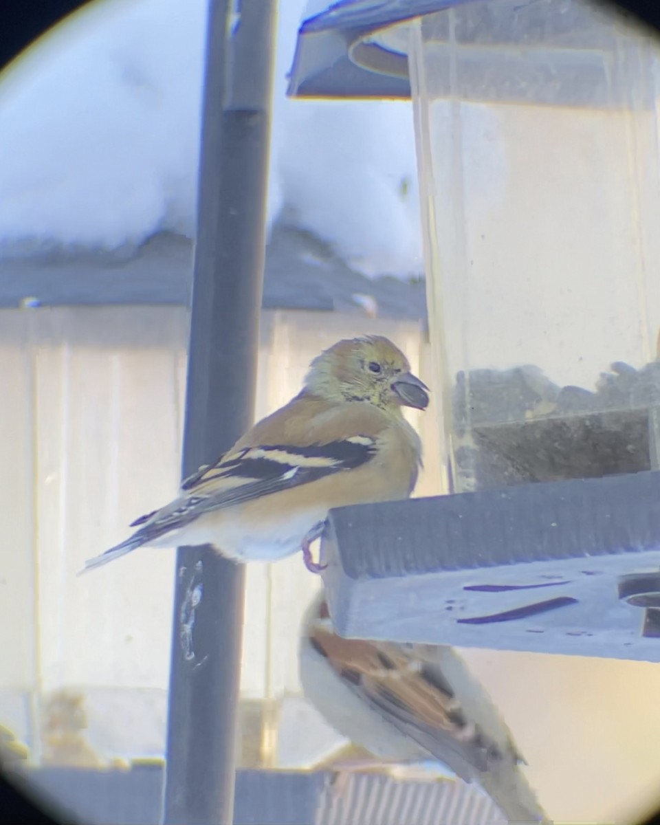 American Goldfinch - ML646545262