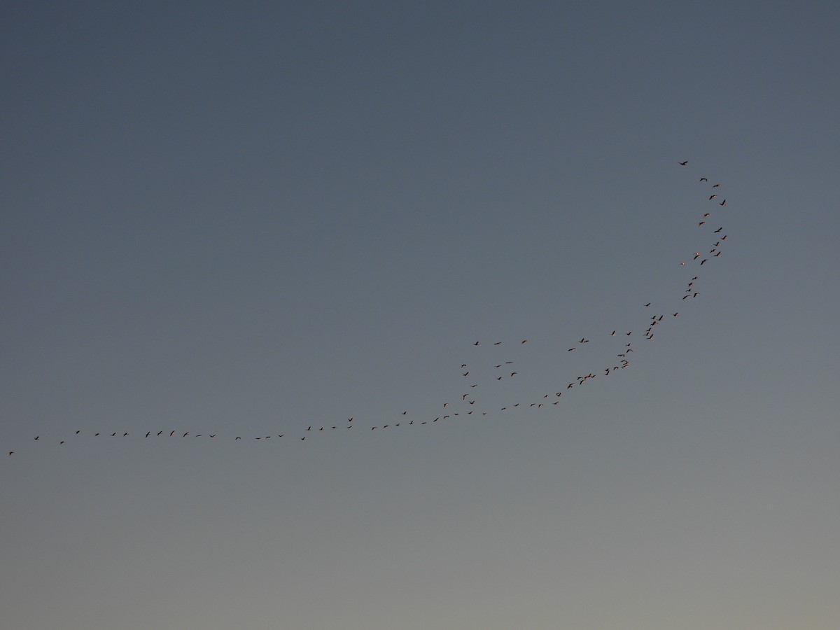 Double-crested Cormorant - ML646545267