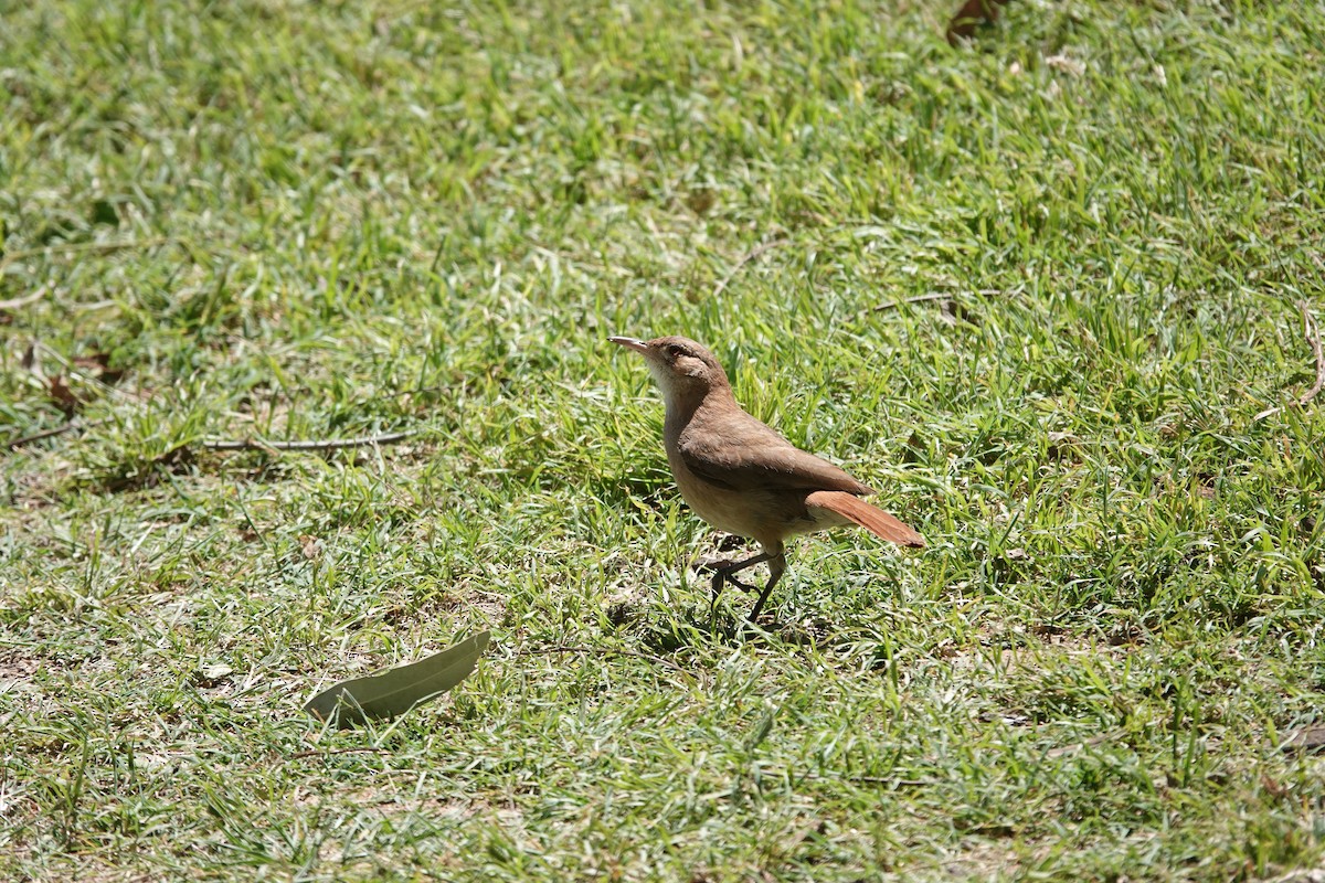 Rufous Hornero - ML646545273