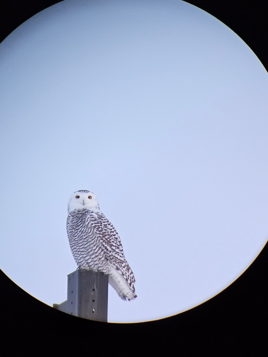Snowy Owl - ML646545276
