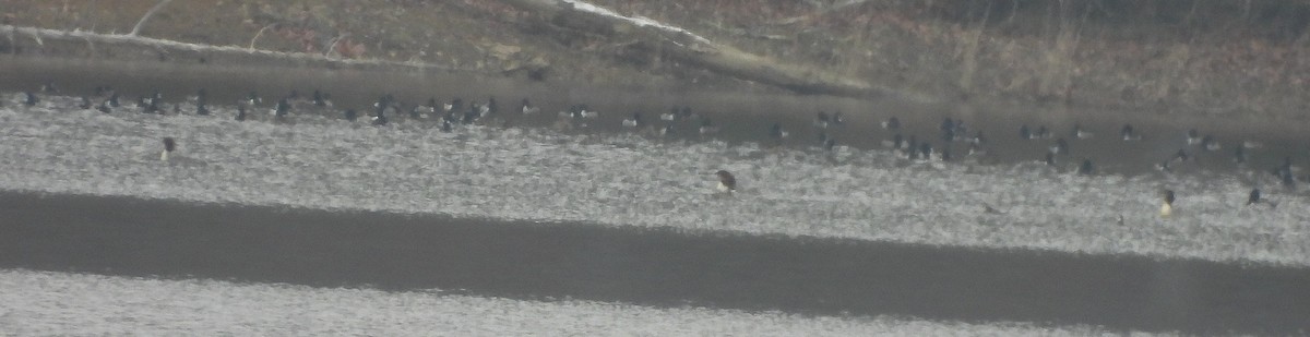 Common Merganser (North American) - ML646545279