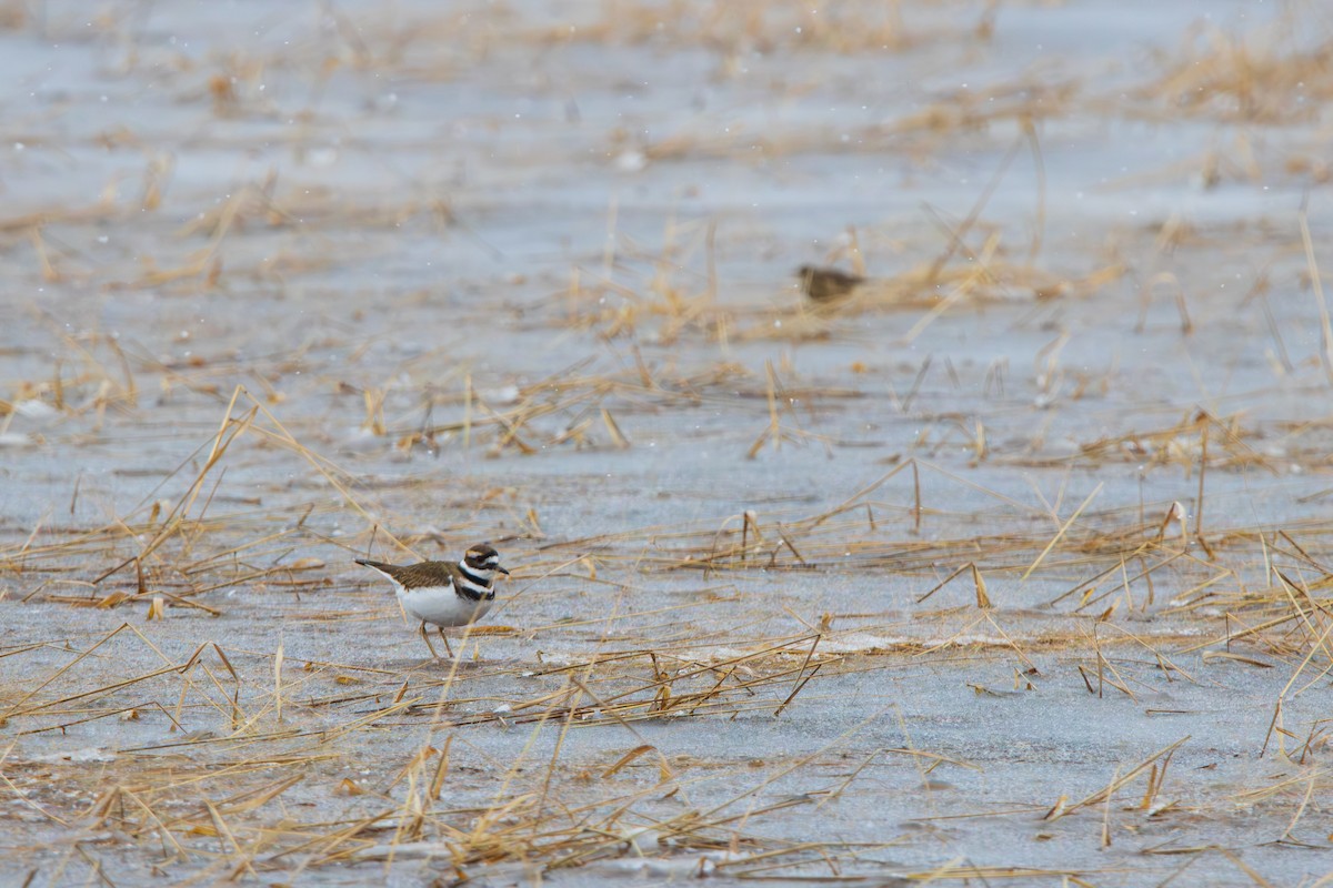 Killdeer - ML646545282