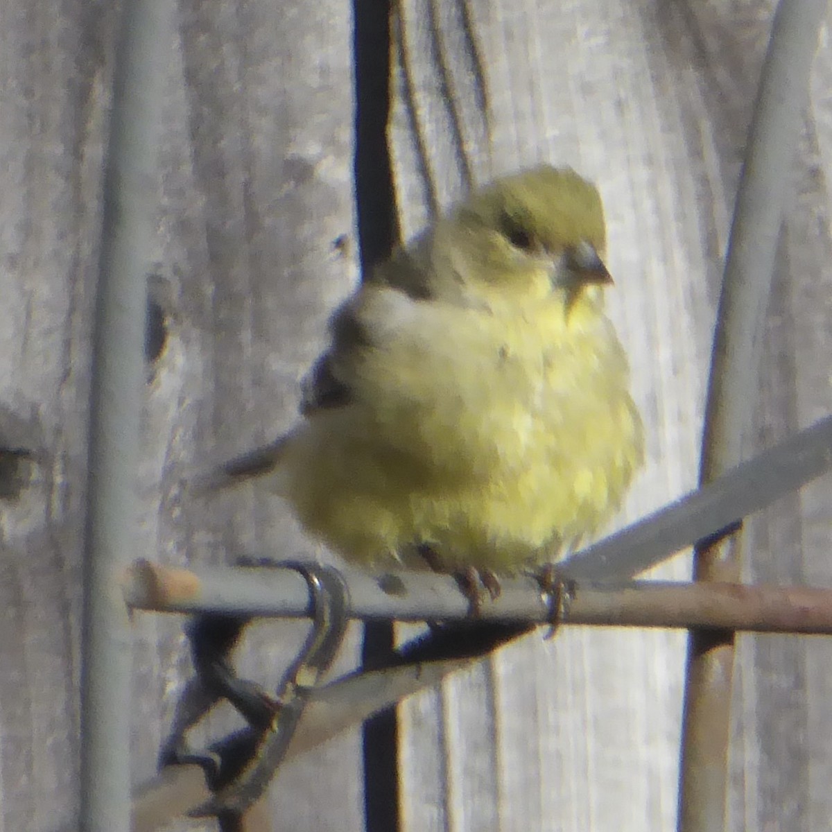 Lesser Goldfinch - ML646545284