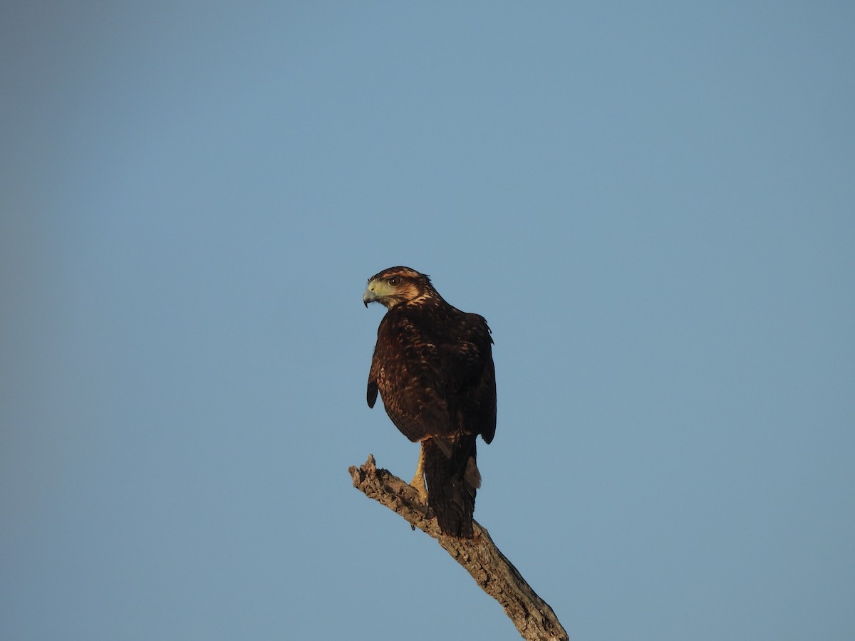 Kızıl Yengeç Şahini - ML646545289