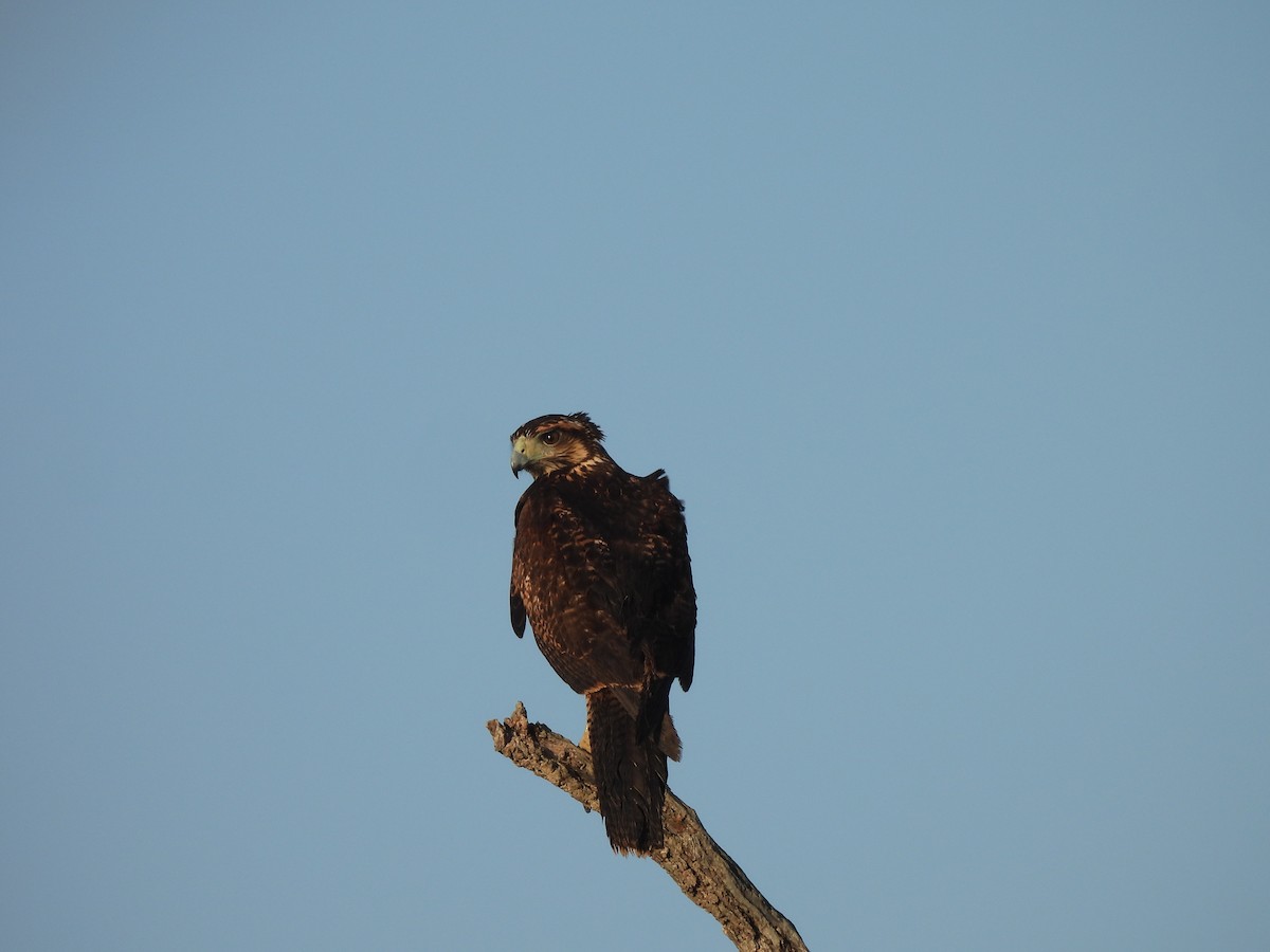 Kızıl Yengeç Şahini - ML646545291