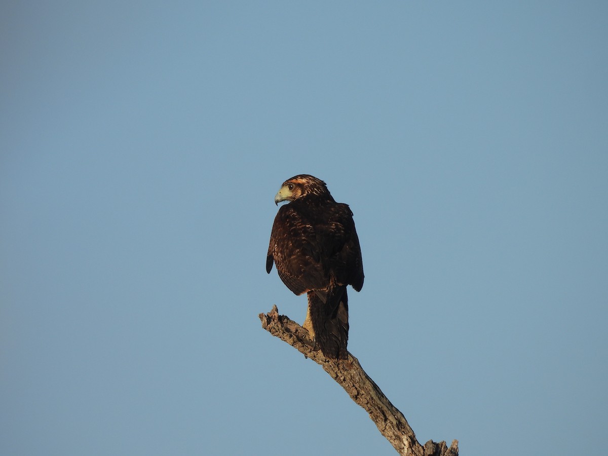 Kızıl Yengeç Şahini - ML646545292