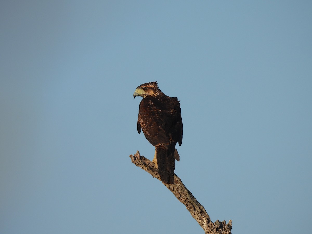 Kızıl Yengeç Şahini - ML646545293