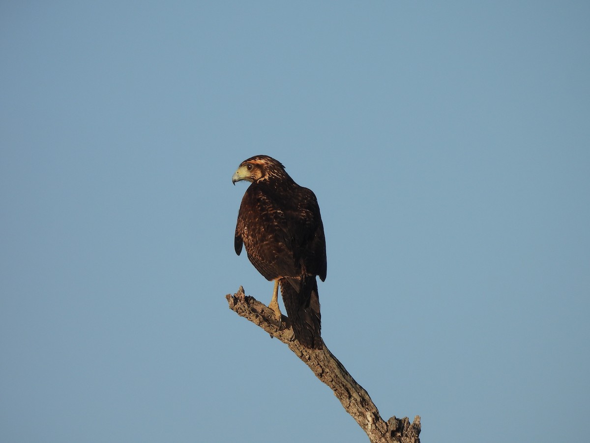 Kızıl Yengeç Şahini - ML646545294