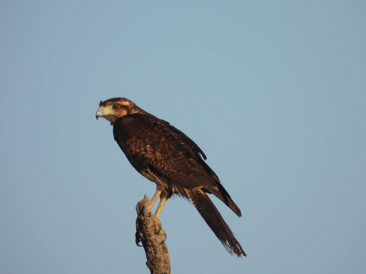 Kızıl Yengeç Şahini - ML646545297